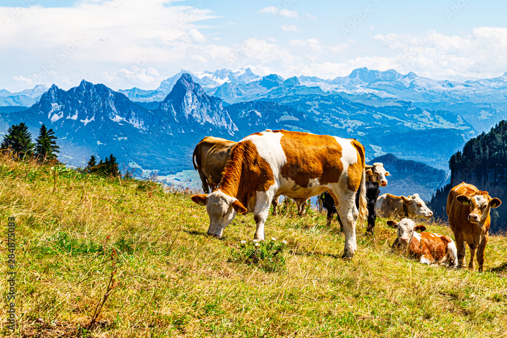 Cows grazing on the mountainside. Swiss Alps in the background Cows grazing on the mountainside. Swiss Alps in the background
