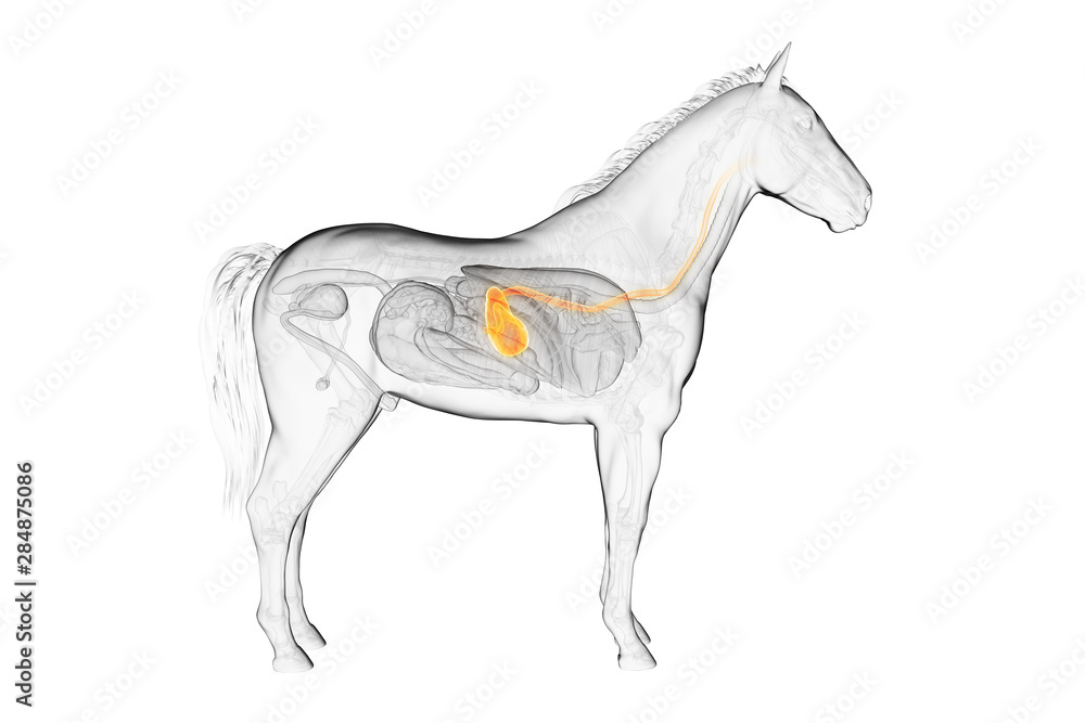 3d Rendered Medically Accurate Illustration Of A Horses Stomach Stock