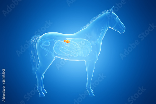 3d rendered medically accurate illustration of a horses kidney