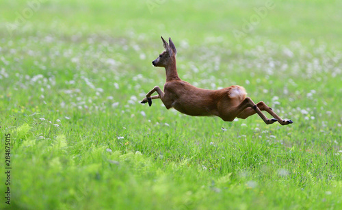 Mum doe with a fawn  jumps quickly into the forest from danger © Pavol Klimek