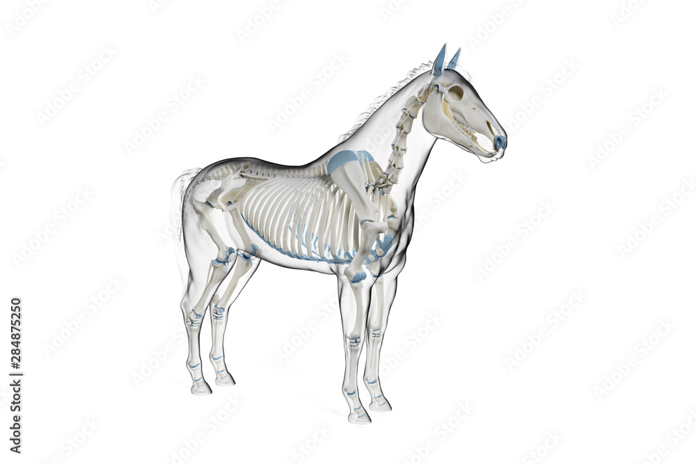 3d rendered medically accurate illustration of a horses skeleton 3d rendered medically accurate illustration of a horses skeleton