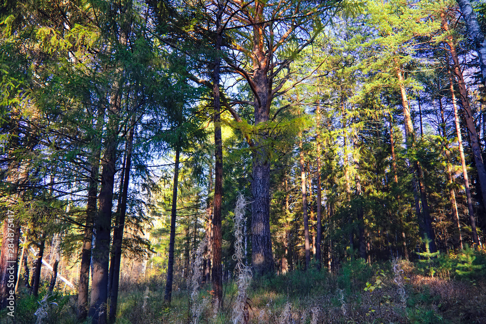 Autumn forest landscape. Autumn forest landscape on a sunny day. Autumn forest landscape. Autumn forest landscape on a sunny day.