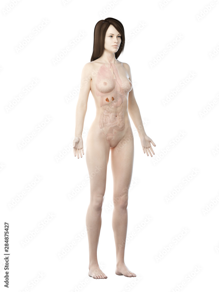 Fototapeta premium 3d rendered medically accurate illustration of a womans adrenal glands