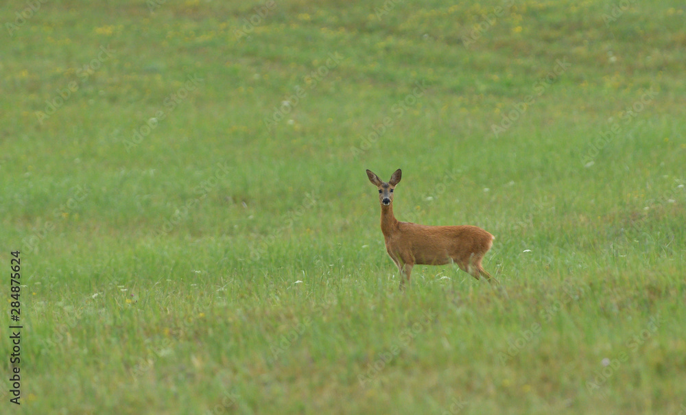 Young doe fawn grazes on a green meadow Young doe fawn grazes on a green meadow