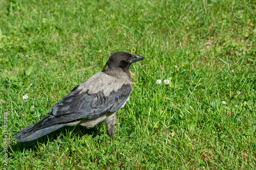 big gray black crow with bread