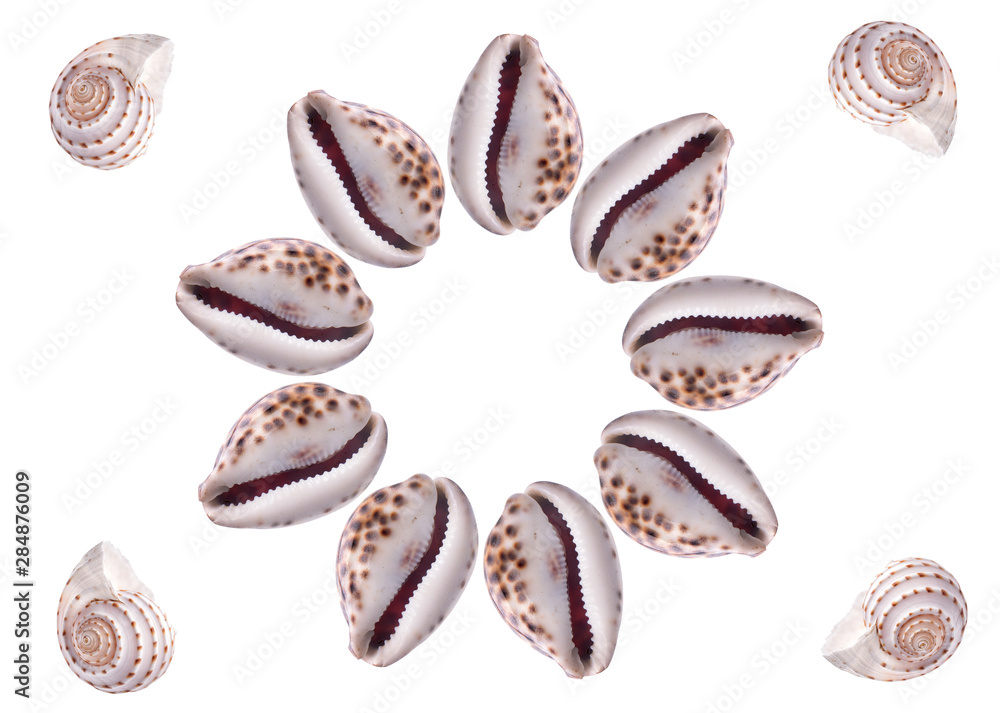 Naklejka Pattern Sea natural shell, original pattern of marine life.