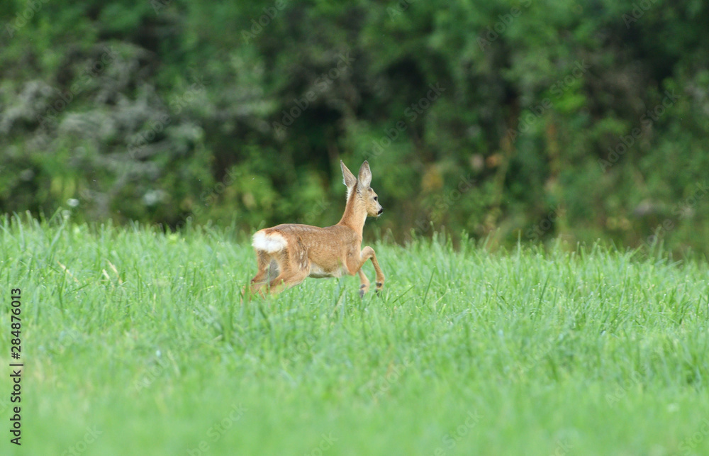 Young doe fawn grazes on a green meadow Young doe fawn grazes on a green meadow