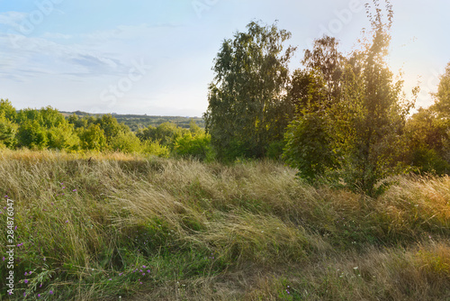 Uncut summer meadow. Nature background.