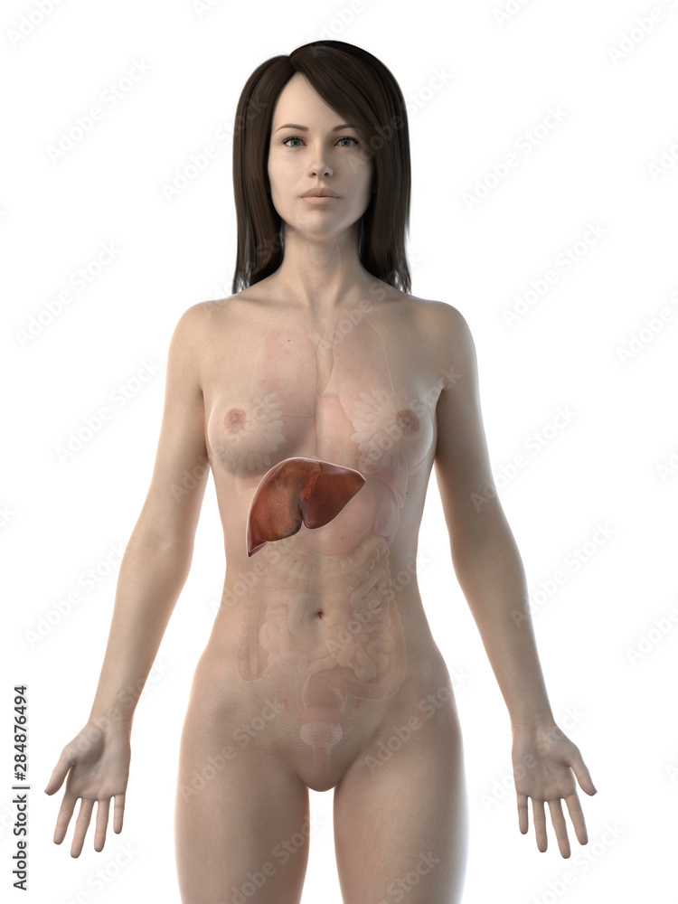Fototapeta premium 3d rendered medically accurate illustration of a womans liver