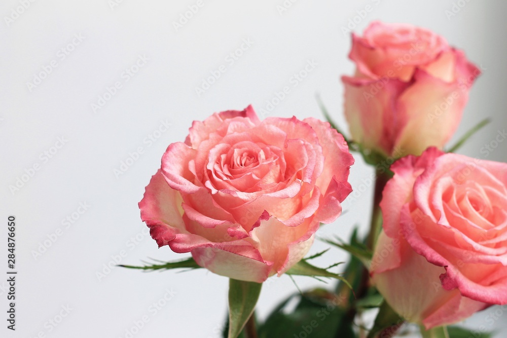 Pink roses on gray background. Floral frame, Mothers day roses, Bouquet of pink roses. Floral background image with copy space.