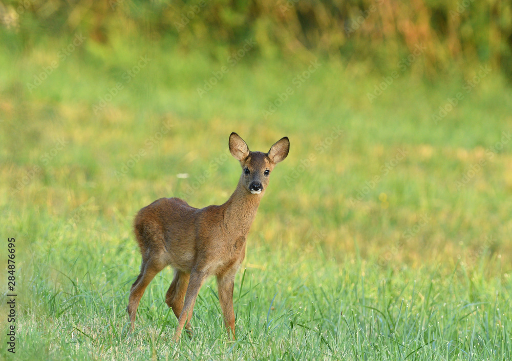 Portrait of fawn on grass near forest edge Portrait of fawn on grass near forest edge