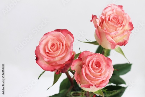 Pink roses on gray background. Floral frame  Mothers day roses  Bouquet of pink roses. Floral background image with copy space.
