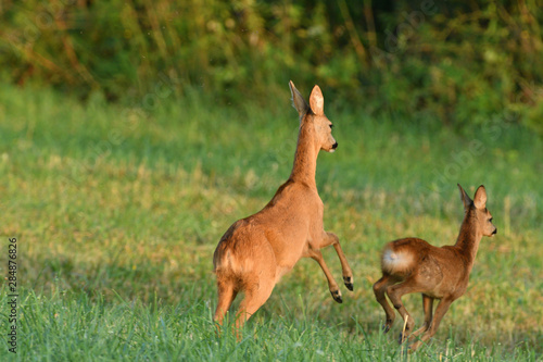 Mum doe with a fawn  walking the meaodw grazing grass