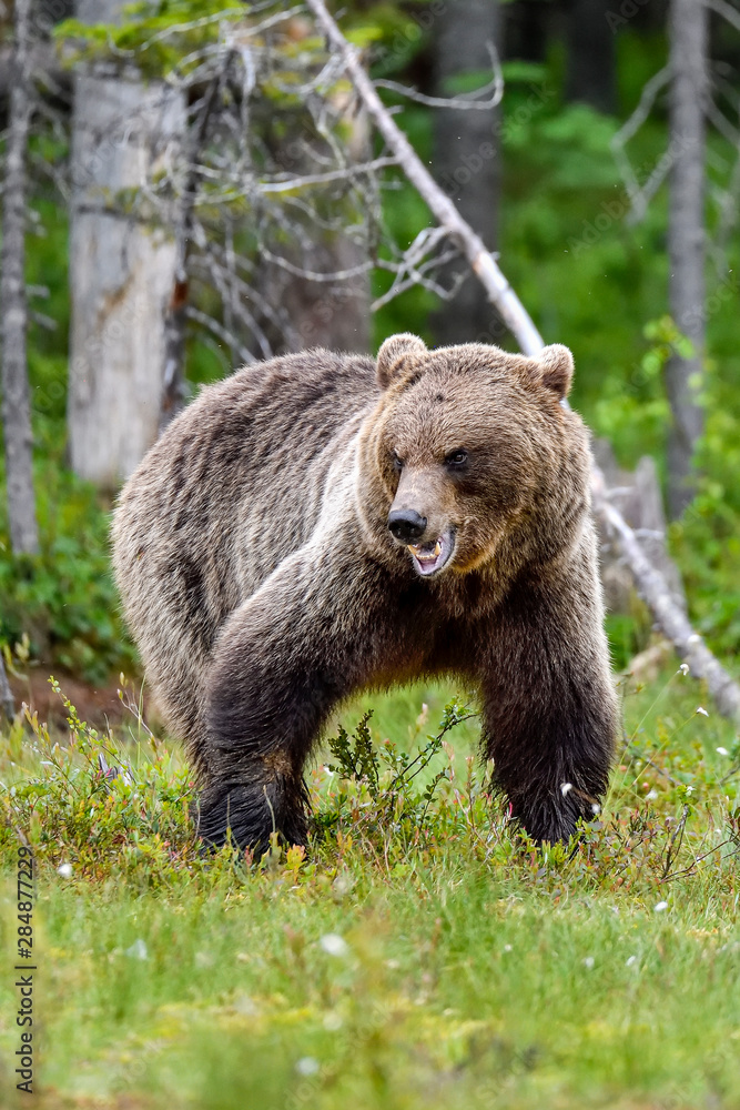 Brown bear looks a bit aggressive but is only communicating to his fellow bears that he's Brown bear looks a bit aggressive but is only communicating to his fellow bears that he's