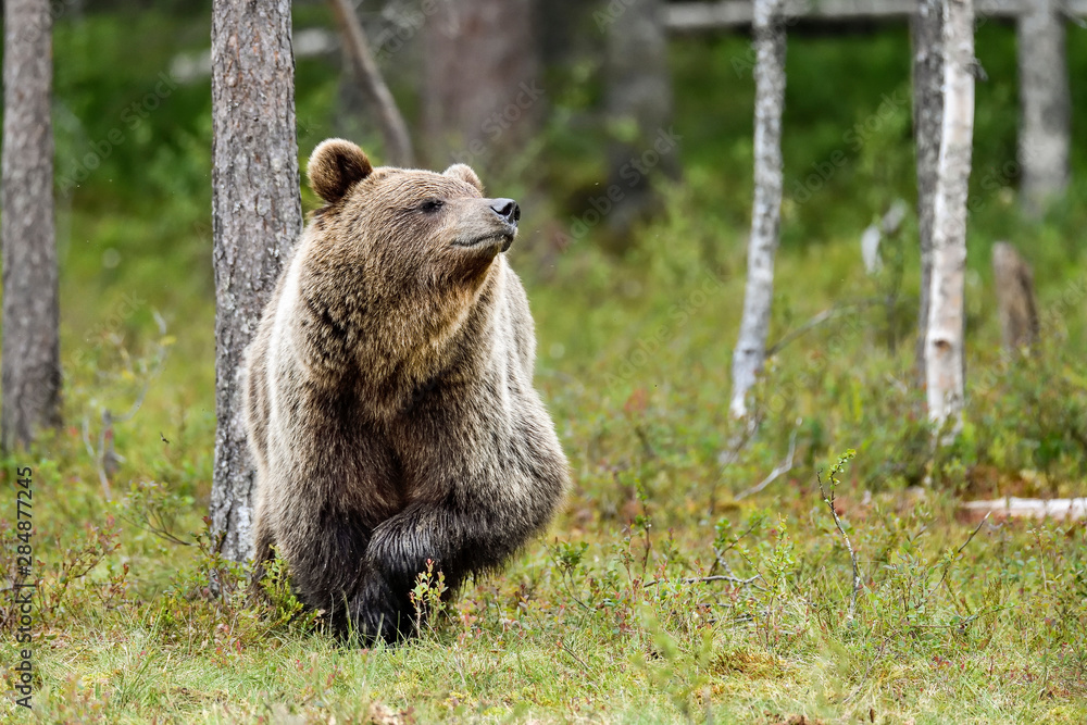 Brown bear looking seemingly happy when sniffing the smells from the air. Brown bear looking seemingly happy when sniffing the smells from the air.
