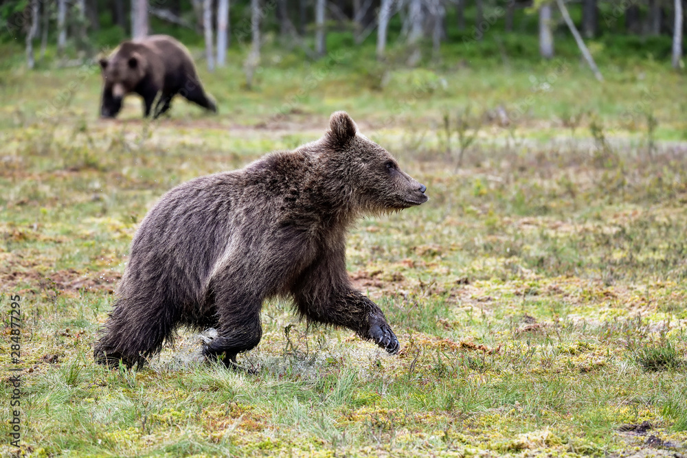 Brown bear yearling yield adult bear at the swamp. Brown bear yearling yield adult bear at the swamp.