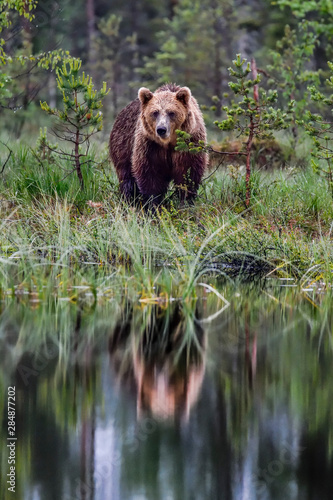 Brown bear adult male, late night visitor at the swamp lake in the forest.