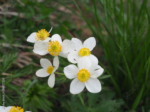 Beautiful flowers in the mountains landscape close up. Focused Wild Alpine flowers close-up on the background of green grass. Fresh Alpine flowers macro in summer. © Yulia