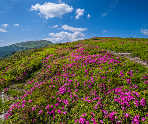 Fototapeta Naklejka Na Ścianę i Meble -  Pink rose rhododendron flowers on summer mountain slope
