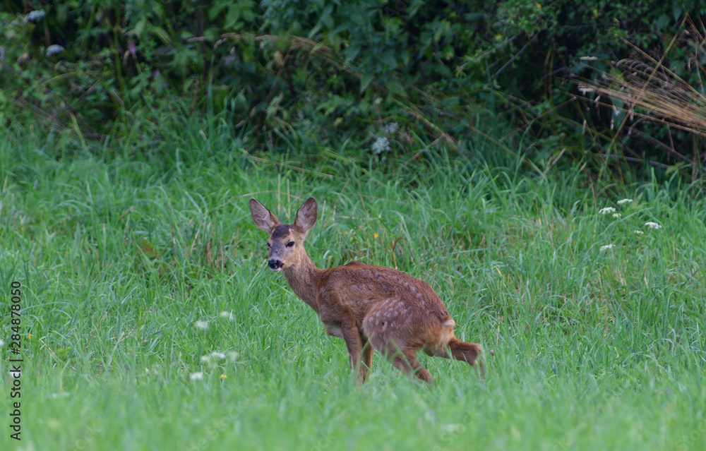 Young doe fawn grazes on a green meadow Young doe fawn grazes on a green meadow