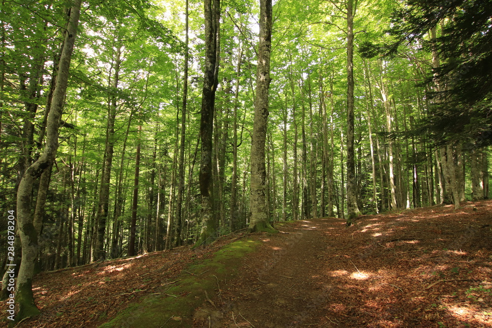 Obraz premium Selva Irati Pais Vasco