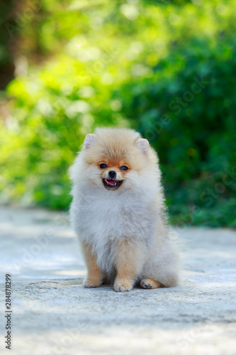 The dog breed miniature spitz © deviddo