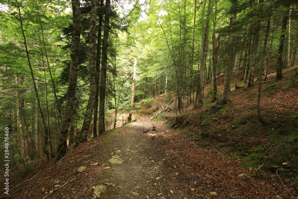Fototapeta premium Selva Irati Pais Vasco