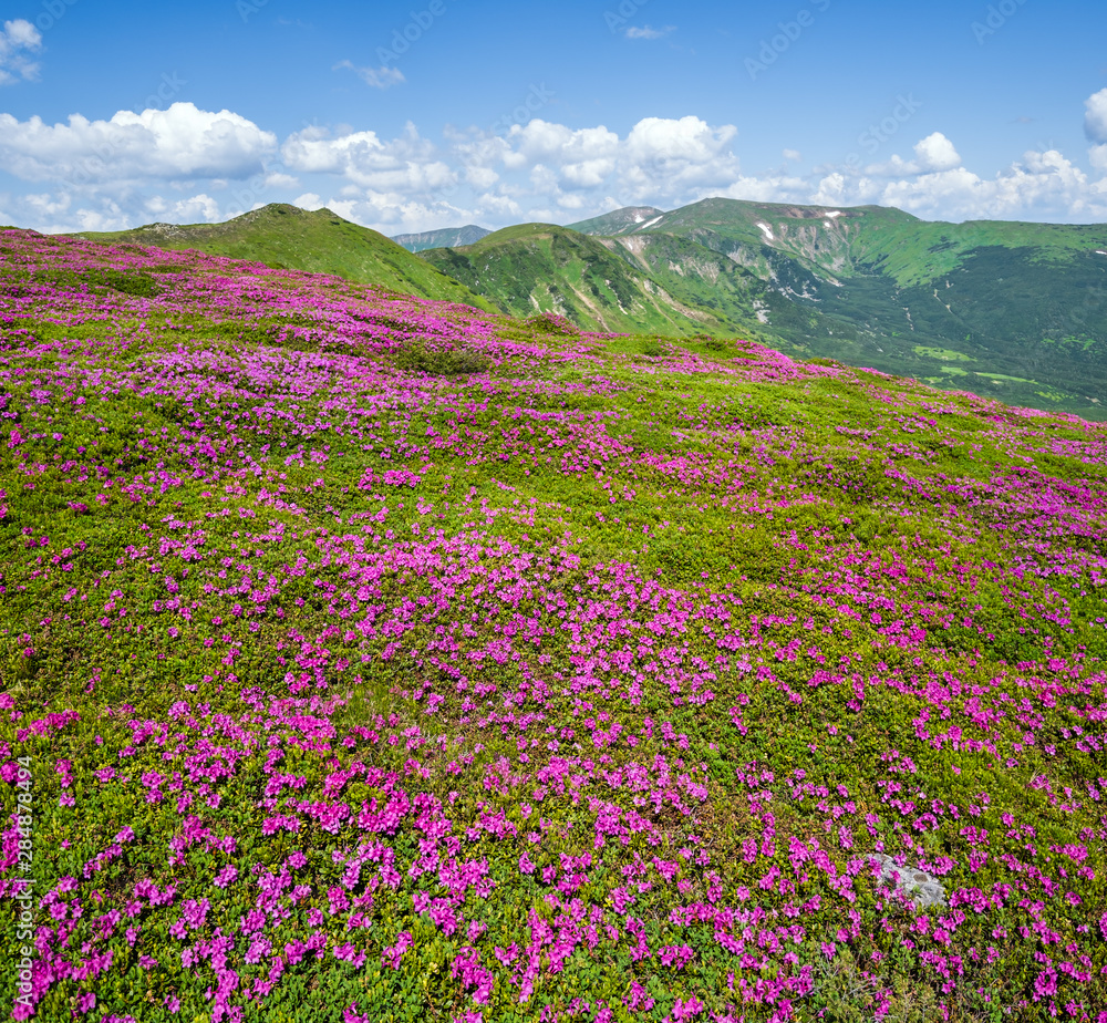 Blossoming slopes (rhododendron flowers ) of Carpathian mountains. Blossoming slopes (rhododendron flowers ) of Carpathian mountains.