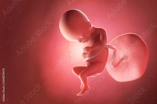 3d rendered medically accurate illustration of a fetus at week 17