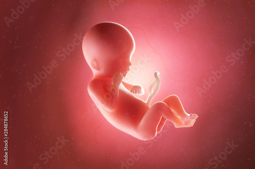 Canvas Print 3d rendered medically accurate illustration of a fetus at week 19