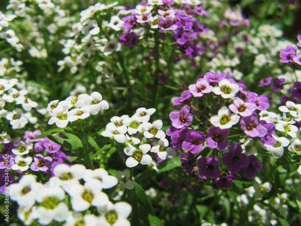 summer white-lilac small flowers