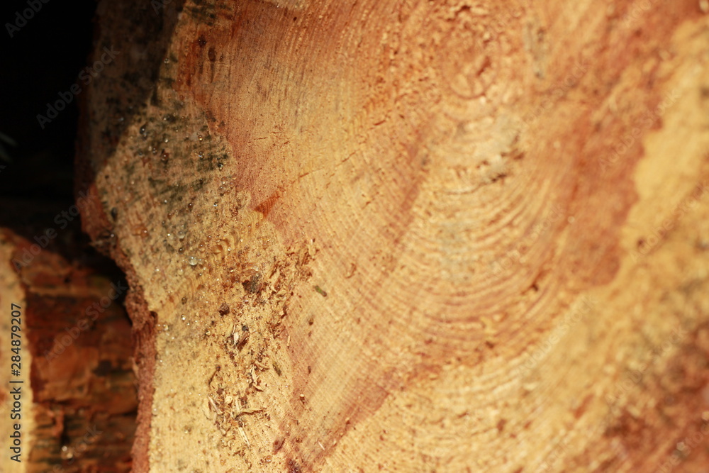 Fototapeta premium Holz Nahaufnahme