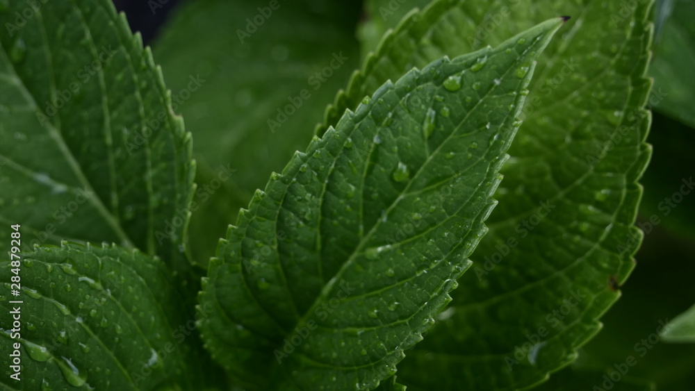Leaves after rain Leaves after rain