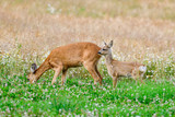 Roe deer doe with fawn