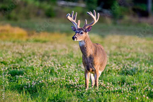 White-tailed deer buck looking regal.
