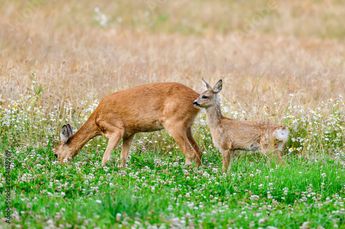 Fototapeta Naklejka Na Ścianę i Meble -  Roe deer doe with fawn