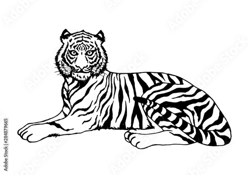 tiger sitting vector illustration design hand drawing art