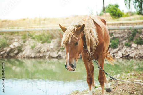 horse and lake