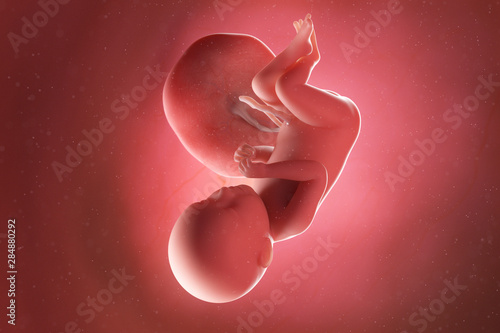 3d rendered medically accurate illustration of a fetus at week 39