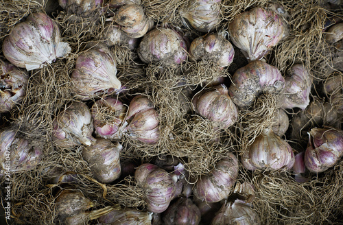 Fresh ripe organic garlic bulbs flat lay photo