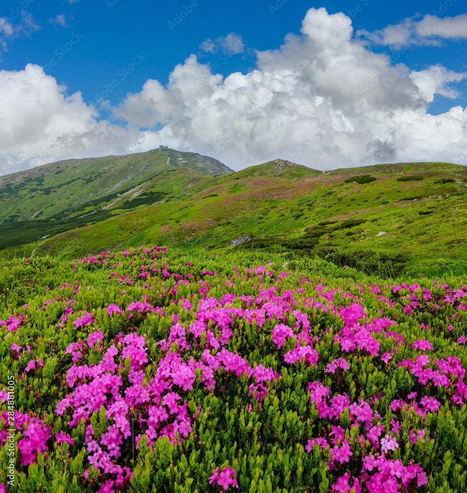 Pink rose rhododendron flowers on summer mountain slope