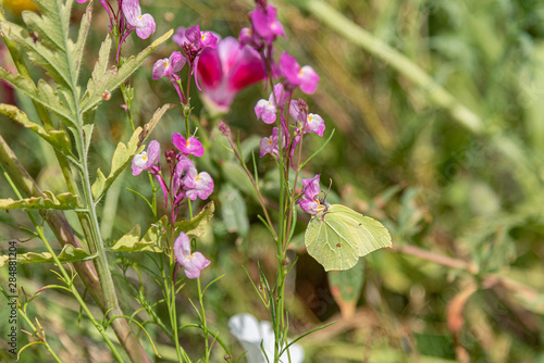 Brimstone butterfly in wildflower meadow © Malcolm Saunders
