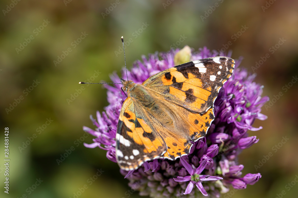 Fototapeta premium Butterfly