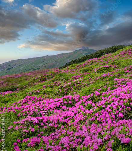 Pink rose rhododendron flowers on summer mountain slope