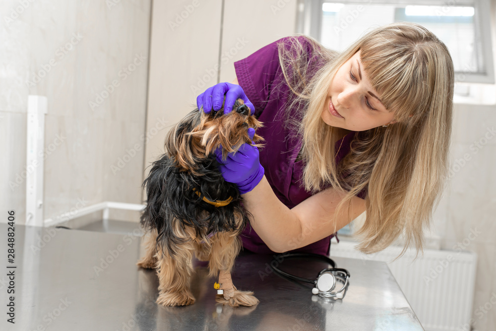 young girl vet in the clinic examines a dog breed Yorkshire terrier young girl vet in the clinic examines a dog breed Yorkshire terrier