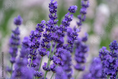 Canvas Print Close up of lavender flower blooms with a blurred background
