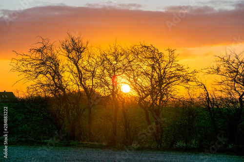 very beautiful view with sunrise and very colorful sky with black tree silhouettes in the foreground  Denmark