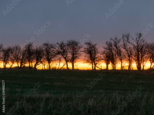 Fototapeta Naklejka Na Ścianę i Meble -  very beautiful view with sunrise and very colorful sky with black tree silhouettes in the foreground, Denmark