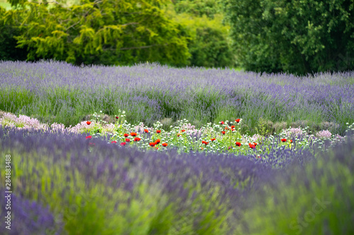 Oasis of mixed wildflowers including red poppies in a field of lavender