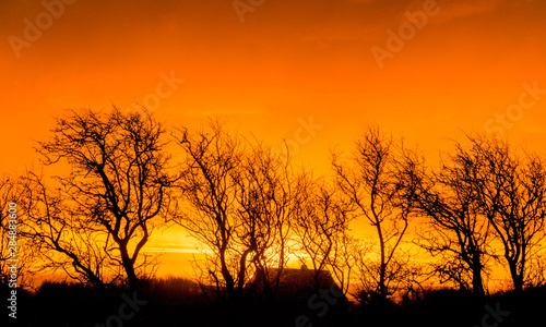 very beautiful view with sunrise and very colorful sky with black tree silhouettes in the foreground  Denmark